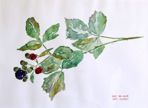 Blackberries in Elspeet